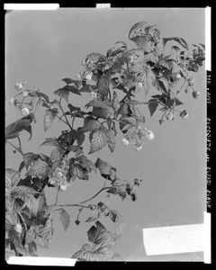 Rubus strigosus