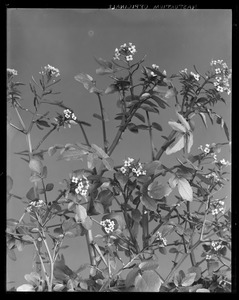 Nasturtium officinale