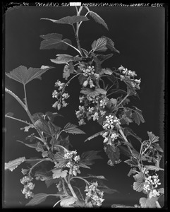 Ribes floridum