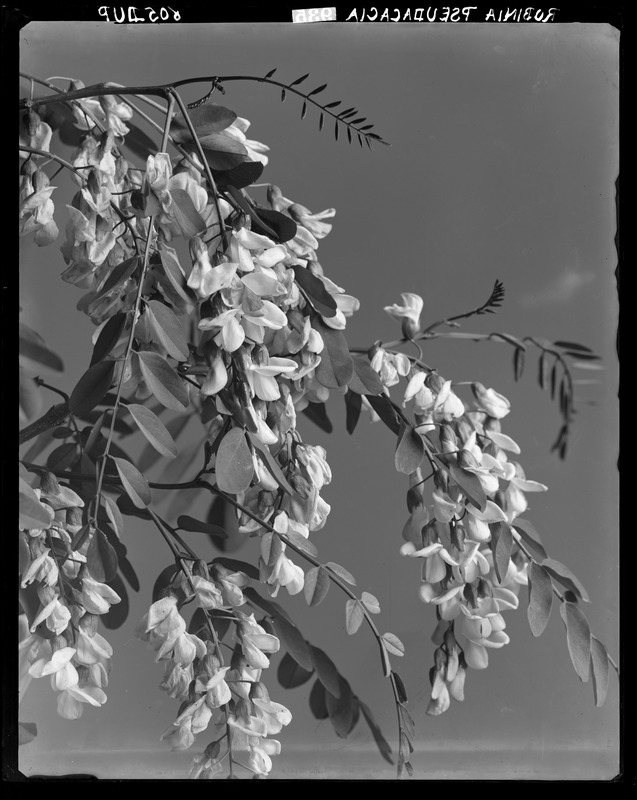 Robinia pseudoacacia