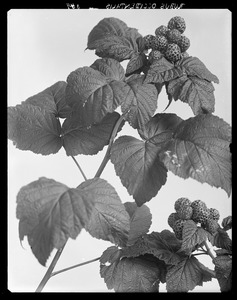 Rubus occidentalis