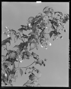 Rubus strigosus