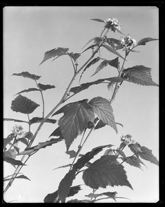 Rubus idaeus