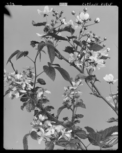 Rubus villosus