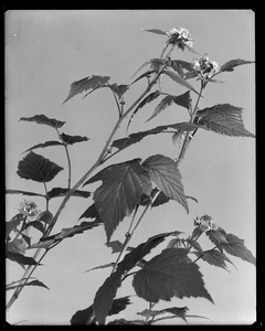 Rubus idaeus