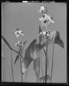 Sagittaria latifolia