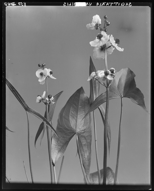 Sagittaria latifolia