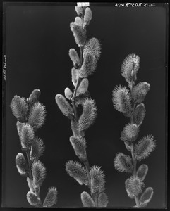 Salix rostrata