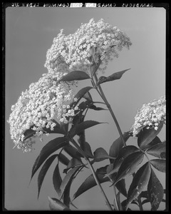 Sambucus canadensis