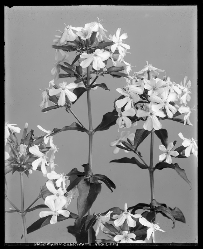 Saponaria officinalis