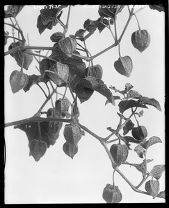 Physalis heterophylla