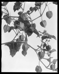 Physalis heterophylla