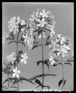 Saponaria officinalis