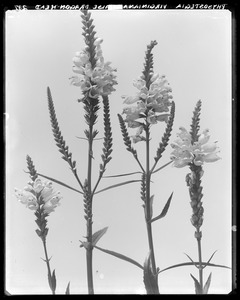 Physostegia virginiana