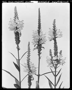 Physostegia virginiana