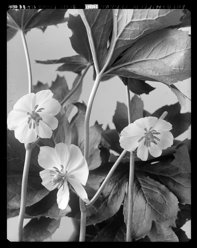 Podophyllum peltatum