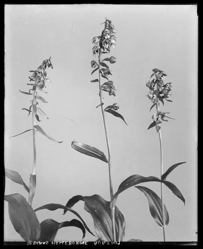 Serapias helleborine