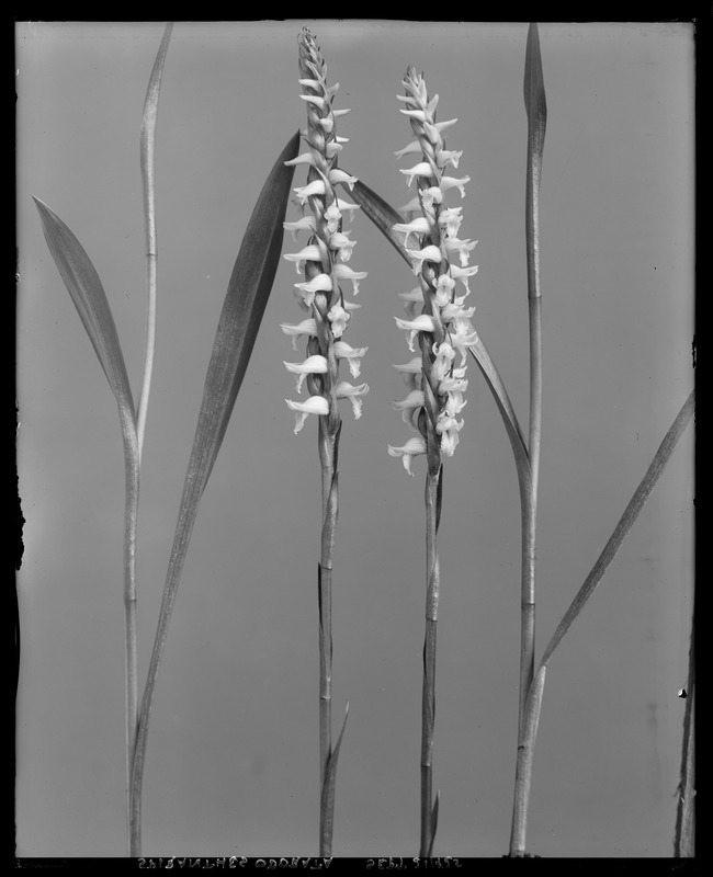 Spiranthes odorata