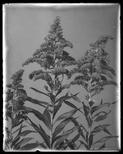 Solidago