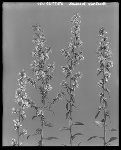 Solidago bicolor