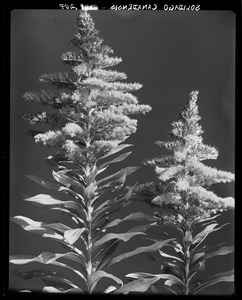 Solidago canadensis