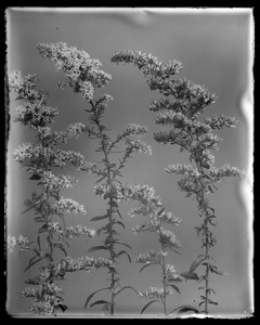 Solidago