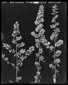 Solidago bicolor