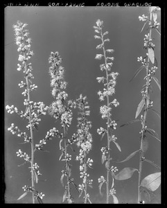 Solidago bicolor