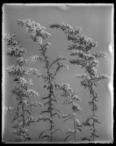 Solidago