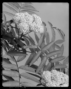 Sorbus americana