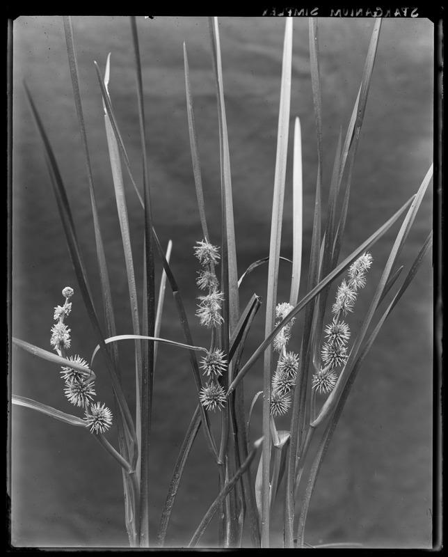 Sparganium diversifolium