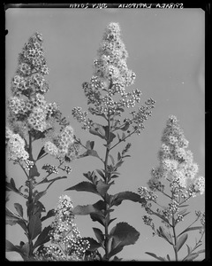 Spiraea latifolia