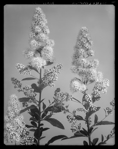 Spiraea latifolia