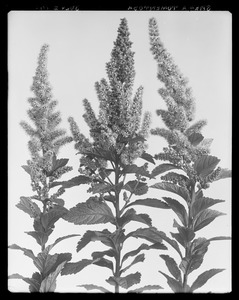 Spiraea tomentosa