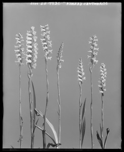 Spiranthes cernua