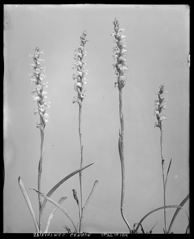 Spiranthes cernua