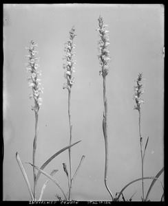 Spiranthes cernua