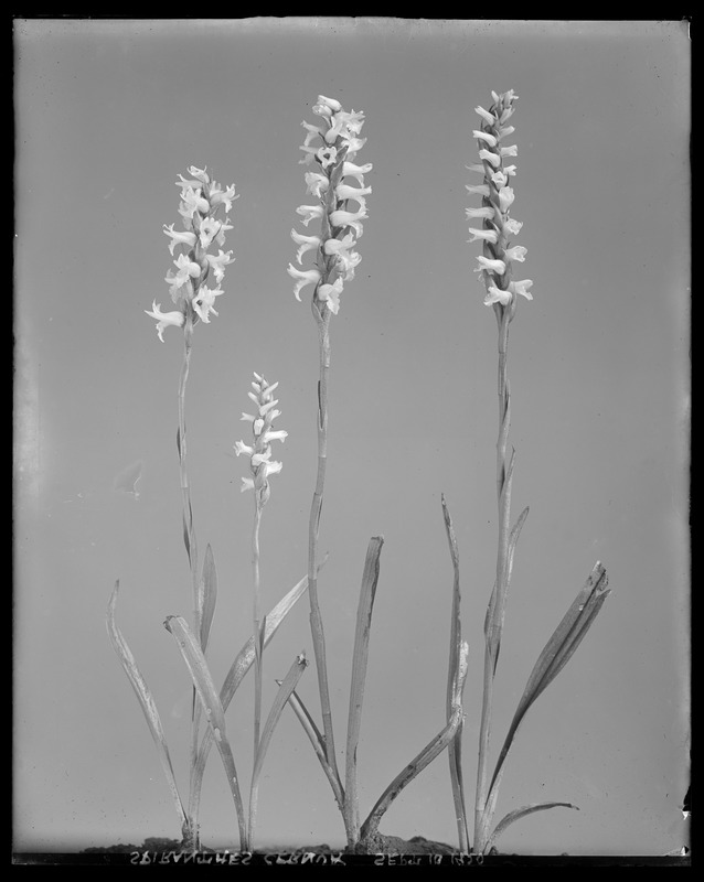 Spiranthes cernua