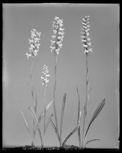 Spiranthes cernua