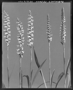 Spiranthes cernua