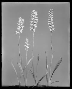 Spiranthes cernua