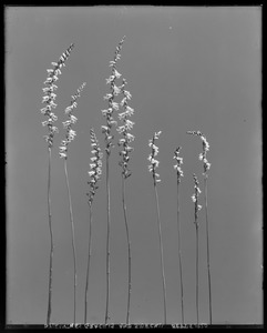 Spiranthes gracilis, Spiranthes beckii