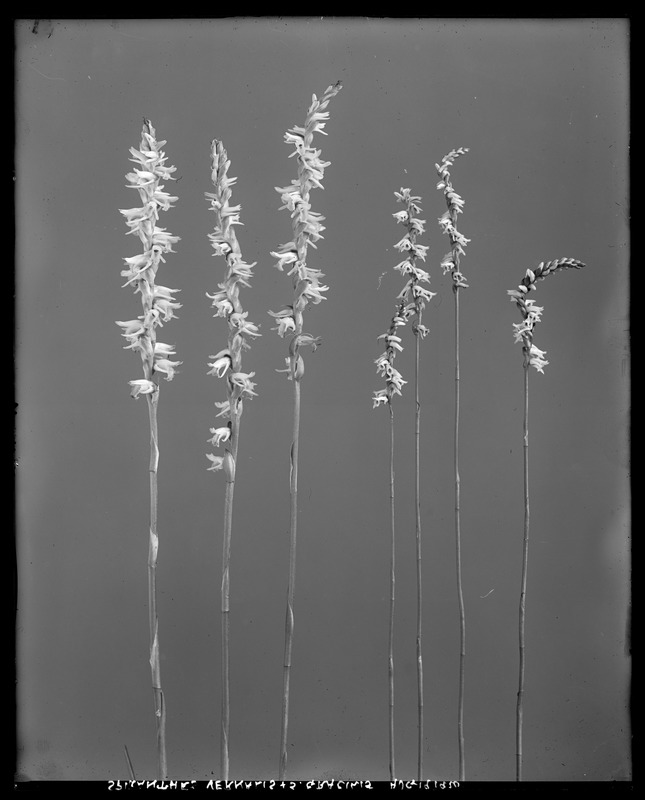 Spiranthes gracilis, Spiranthes vernalis
