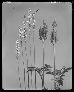 Spiranthes gracilis, Botrychium obliquum