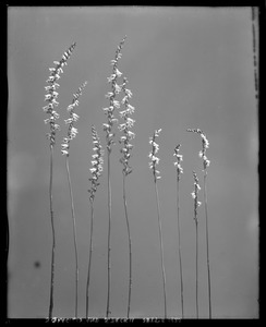 Spiranthes gracilis, Spiranthes beckii