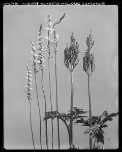 Spiranthes gracilis, Botrychium obliquum