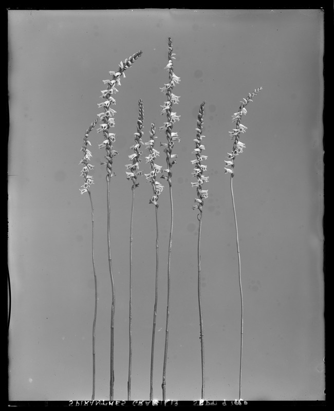Spiranthes gracilis