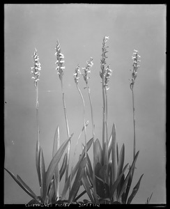 Spiranthes lucida