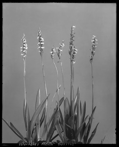 Spiranthes lucida