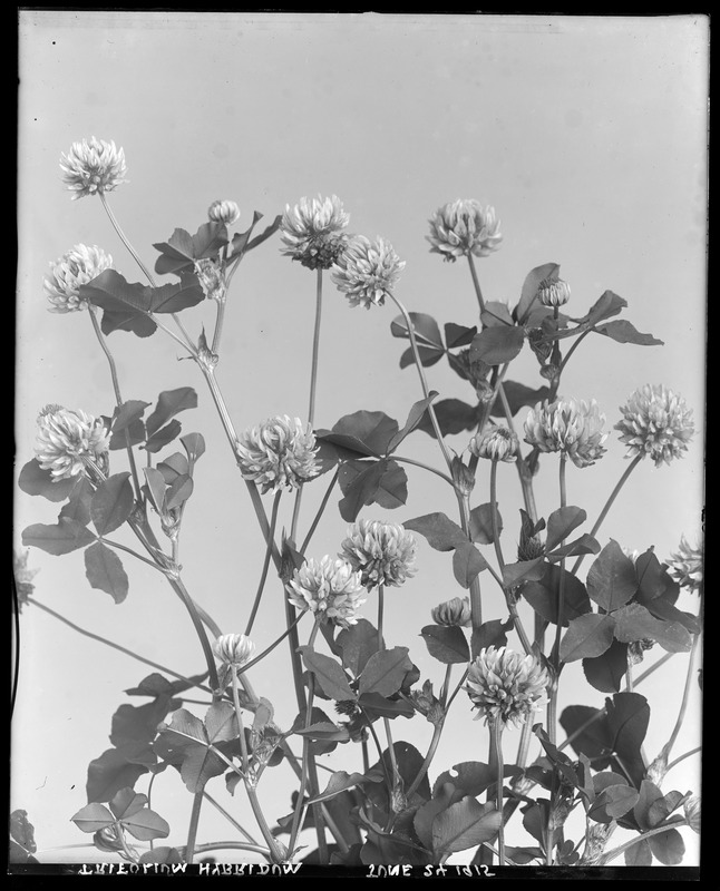 Trifolium hybridum